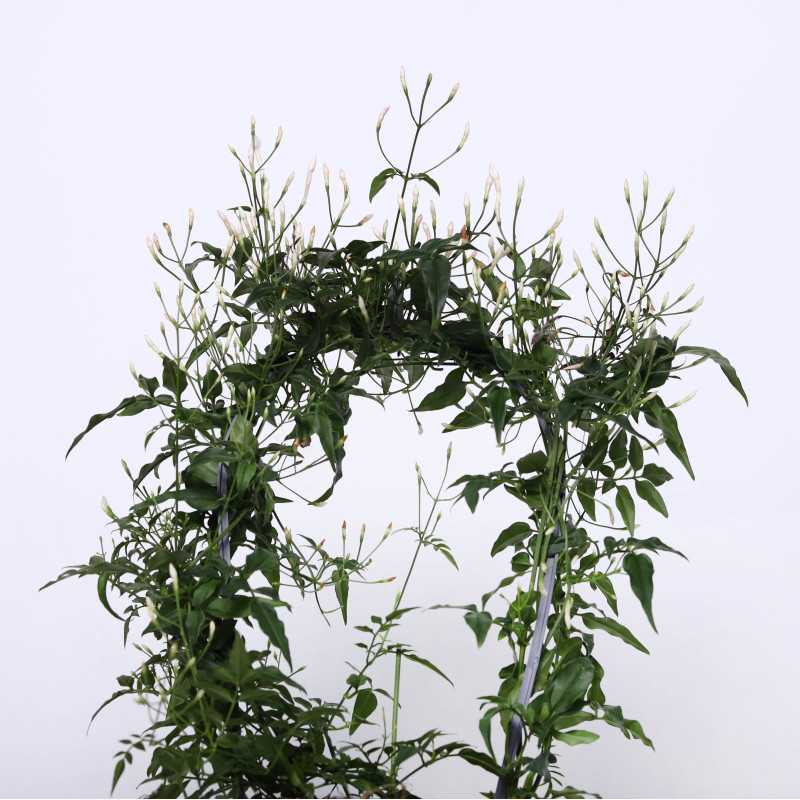 Jaśmin (Oleaceae) - śr.donicy: 12 [cm]