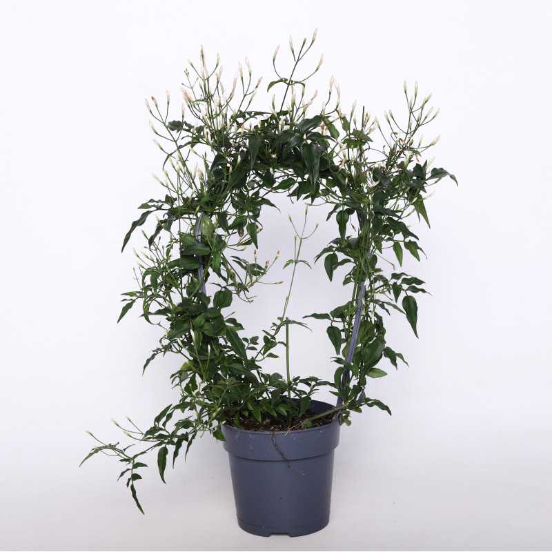 Jaśmin (Oleaceae) - śr.donicy: 12 [cm]