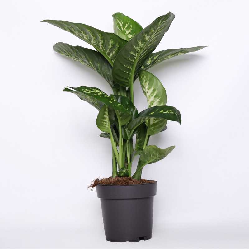 Dieffenbachia seguine (Diffenbachia Reeva) - śr.donicy: 19 [cm]