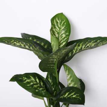 Dieffenbachia seguine (Diffenbachia Reeva) - śr.donicy: 19 [cm]