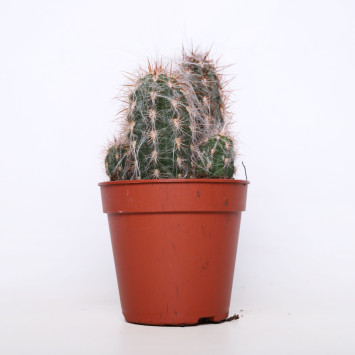 Kaktus MIX - śr. 12 cm