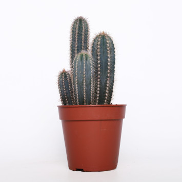 Kaktus MIX - śr. 12 cm