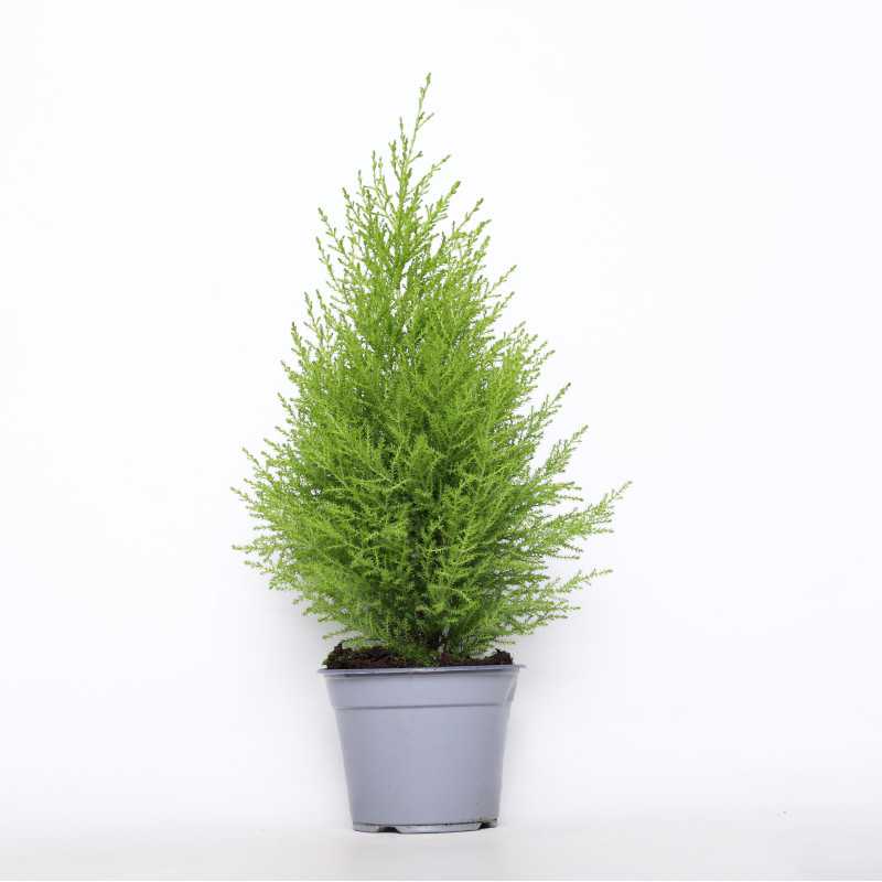 Cyprysik Gold Crest (Cupressus Macrocarpa) - śr. 14 cm