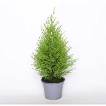 Cyprysik Gold Crest (Cupressus Macrocarpa) - śr. 14 cm