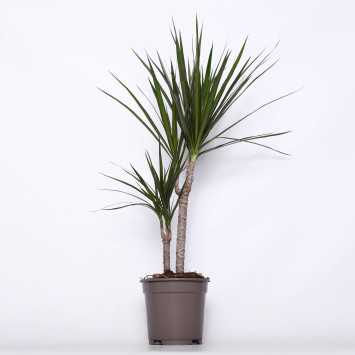 Dracaena marginata Magenta (Dracena obrzeżona)