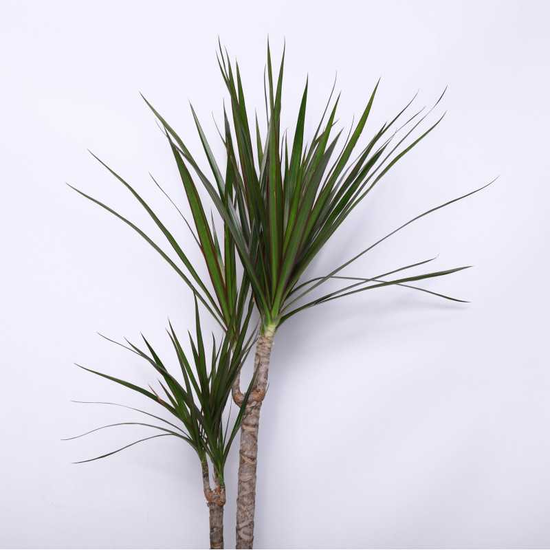 Dracaena marginata Magenta (Dracena obrzeżona) Dracaena marginata Magenta (Dracena obrzeżona)