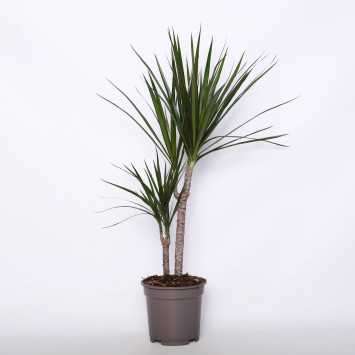 Dracaena marginata Magenta (Dracena obrzeżona)