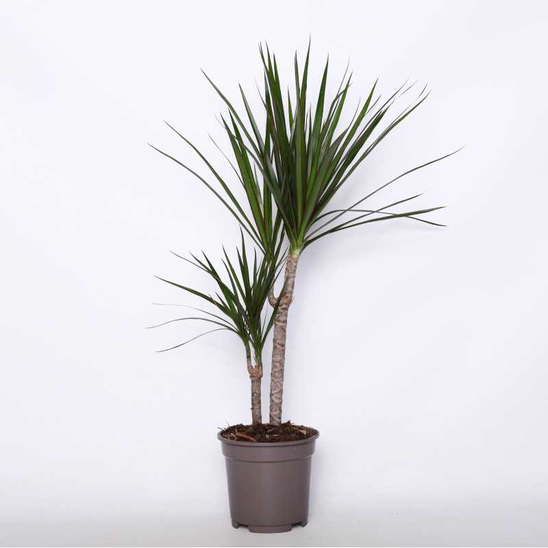Dracaena marginata Magenta (Dracena obrzeżona) Dracaena marginata Magenta (Dracena obrzeżona)