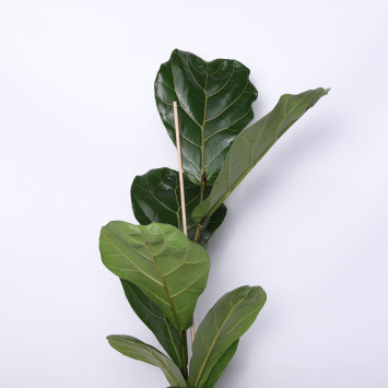 Figowiec dębolistny (Ficus lyrata)