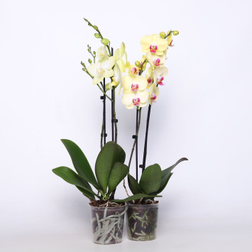 Phaleonopsis 2 kolory - śr.donicy.: 12 [cm]