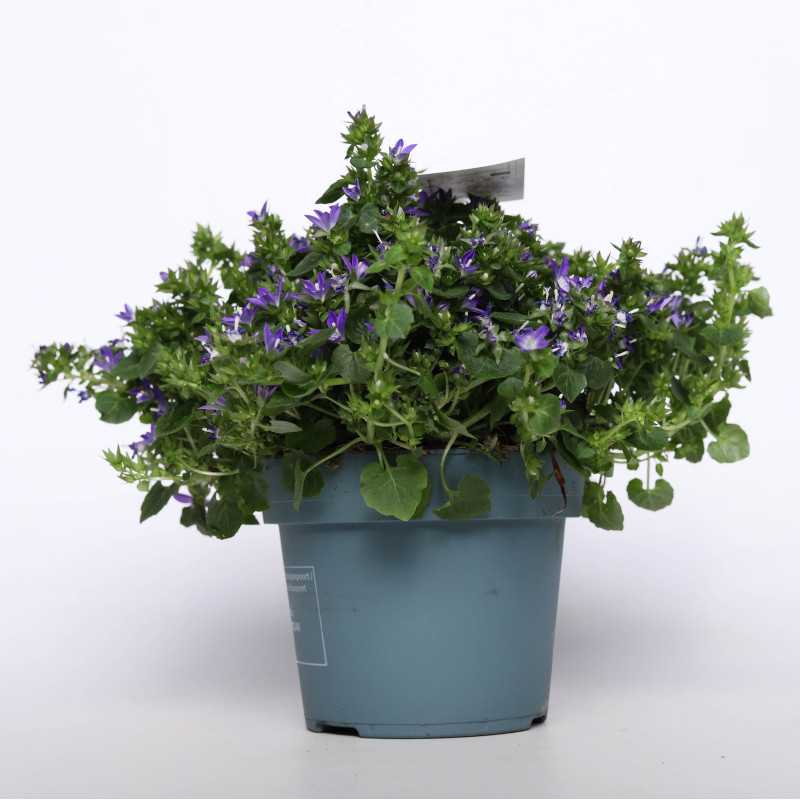 Dzwonek dalmatyński (Campanula) - biały i fioletowy 