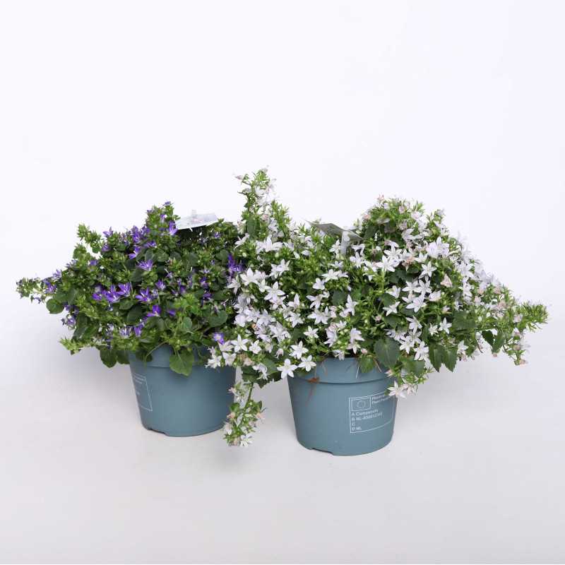 Dzwonek dalmatyński (Campanula) - biały i fioletowy 