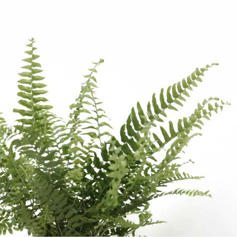 Nephrolepis exaltata Green Lady (Nefrolepis wyniosły)