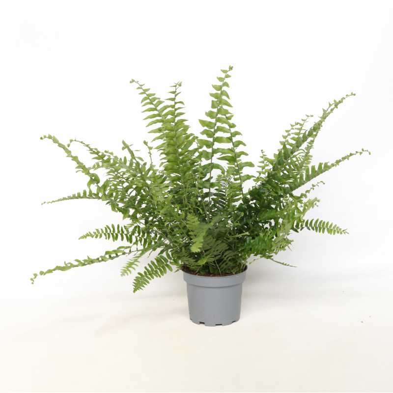 Nephrolepis exaltata Green Lady (Nefrolepis wyniosły)