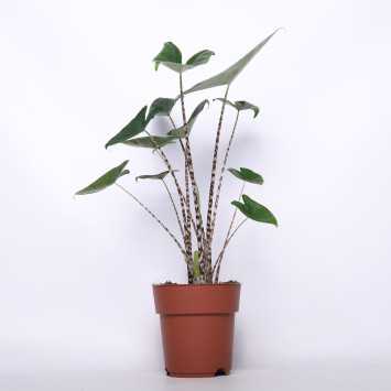 Alokacja pasiasta (Alocasia zebrina)