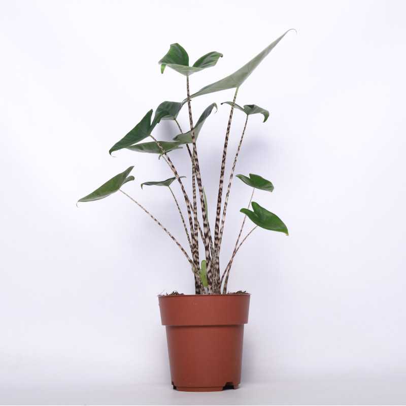 Alokacja pasiasta (Alocasia zebrina)