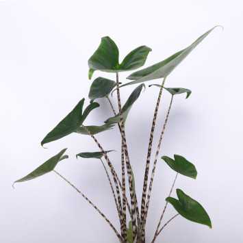 Alokacja pasiasta (Alocasia zebrina)