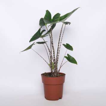 Alokacja pasiasta (Alocasia zebrina)