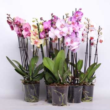 Storczyk MIX (Phalaenopsis) - 12 cm