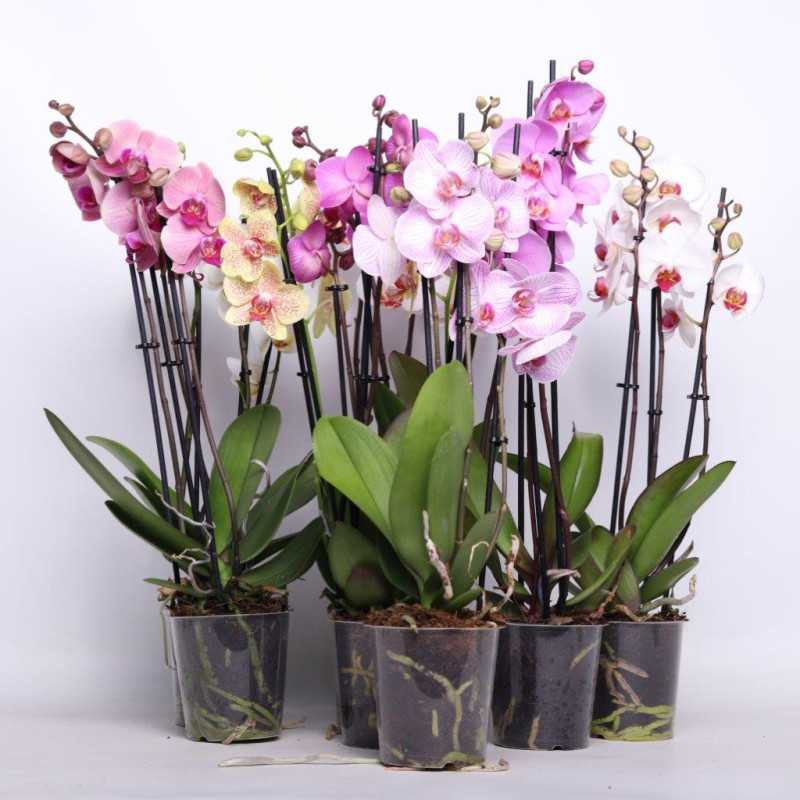 Storczyk MIX (Phalaenopsis) - 12 cm