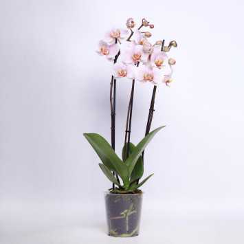 Storczyk MIX (Phalaenopsis) - 12 cm