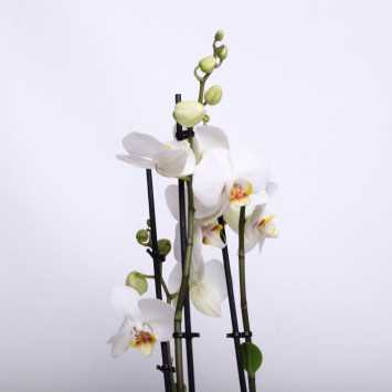 Storczyk MIX (Phalaenopsis) - 12 cm