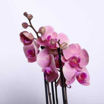 Storczyk MIX (Phalaenopsis) - 12 cm