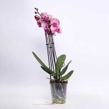 Storczyk MIX (Phalaenopsis) - 12 cm