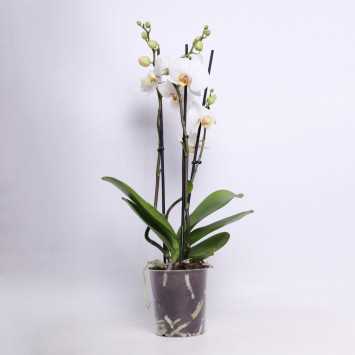 Storczyk MIX (Phalaenopsis) - 12 cm