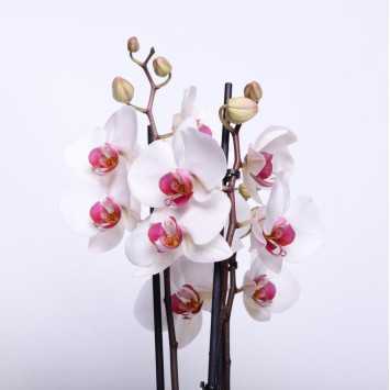 Storczyk MIX (Phalaenopsis) - 12 cm