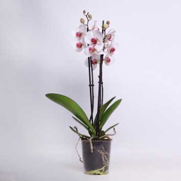 Storczyk MIX (Phalaenopsis) - 12 cm