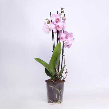Storczyk MIX (Phalaenopsis) - 12 cm