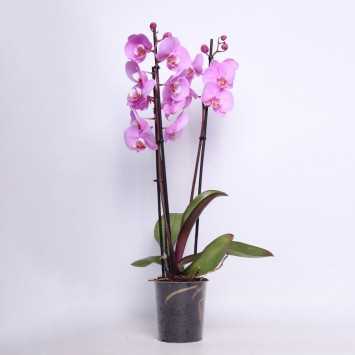 Storczyk MIX (Phalaenopsis) - 12 cm