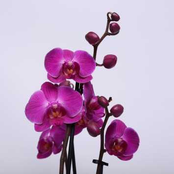 Storczyk MIX (Phalaenopsis) - 12 cm