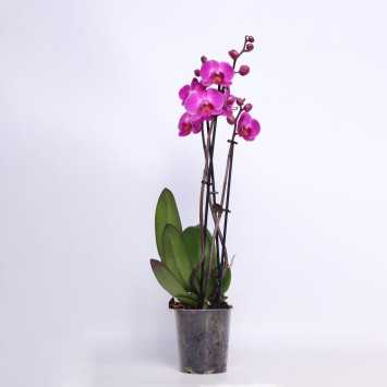 Storczyk MIX (Phalaenopsis) - 12 cm