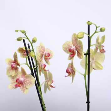 Storczyk MIX (Phalaenopsis) - 12 cm