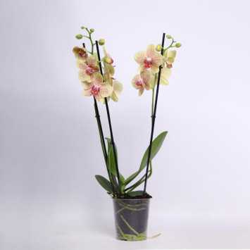 Storczyk MIX (Phalaenopsis) - 12 cm