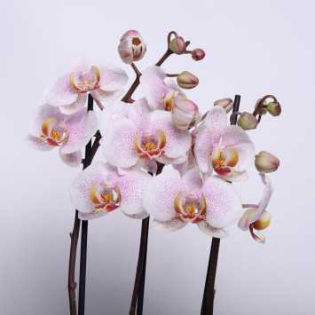 Storczyk MIX (Phalaenopsis) - 12 cm