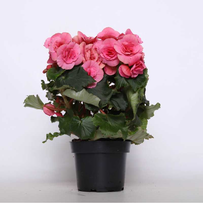 Begonia zimowa (Begonia Elatior) - 12 cm Begonia zimowa (Begonia Elatior) - 12 cm