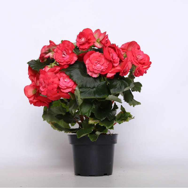 Begonia zimowa (Begonia Elatior) - 12 cm Begonia zimowa (Begonia Elatior) - 12 cm