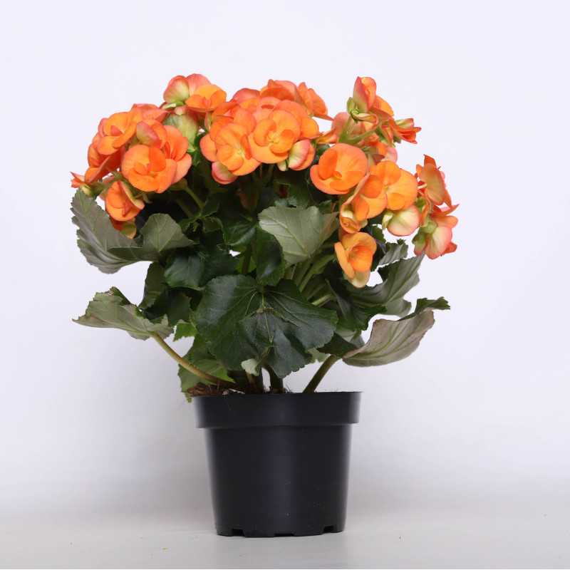Begonia zimowa (Begonia Elatior) - 12 cm Begonia zimowa (Begonia Elatior) - 12 cm