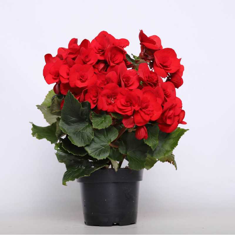 Begonia zimowa (Begonia Elatior) - 12 cm Begonia zimowa (Begonia Elatior) - 12 cm