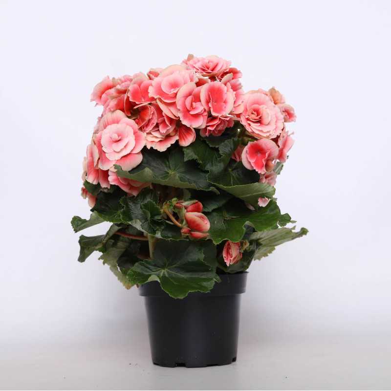 Begonia zimowa (Begonia Elatior) - 12 cm Begonia zimowa (Begonia Elatior) - 12 cm