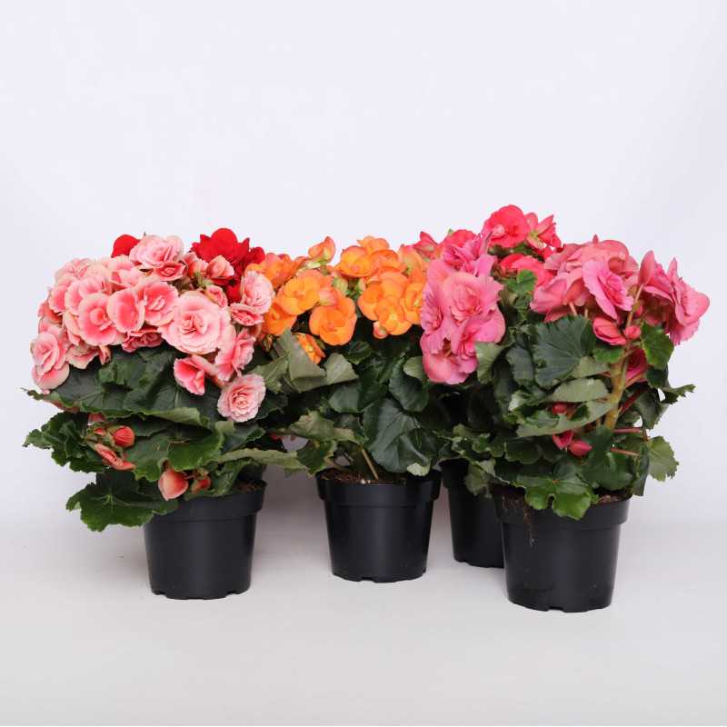 Begonia zimowa (Begonia Elatior) - 12 cm Begonia zimowa (Begonia Elatior) - 12 cm