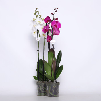 Storczyk (Phalaenopsis) - MIX