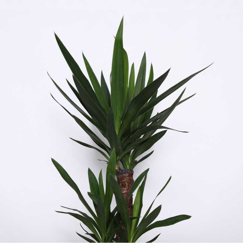 Yucca (Juka) - 17 cm