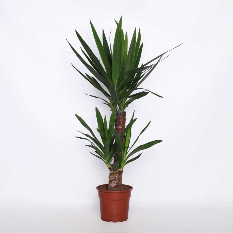 Yucca (Juka) - 17 cm