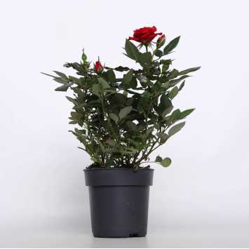 Róża doniczkow - mix - śr. 10 cm