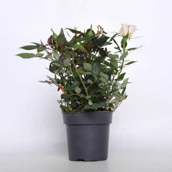 Róża doniczkow - mix - śr. 10 cm