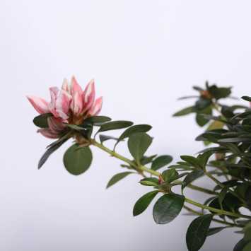 Azalia - 15 cm